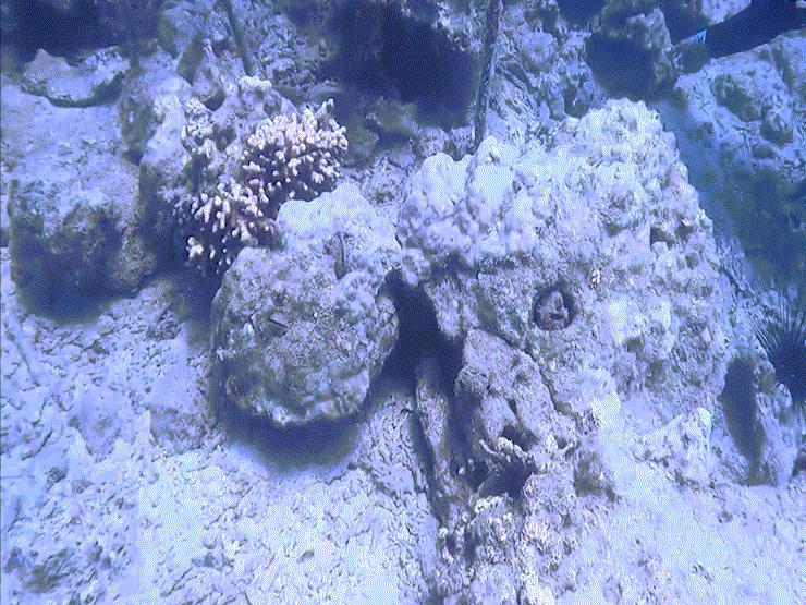 Tin tức trong ngày - Xót xa nhìn rạn san hô đẹp nhất Việt Nam tan hoang