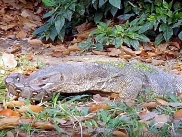 Media - Trăn khủng bỏ mạng sau cuộc giao chiến với kẻ thù "không đội trời chung"