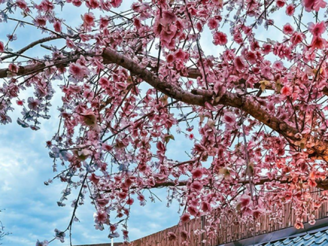 Khu chợ đêm đậm chất Nhật Bản giữa lòng Bangkok: Địa điểm mới cho ”tín đồ” du lịch Thái Lan