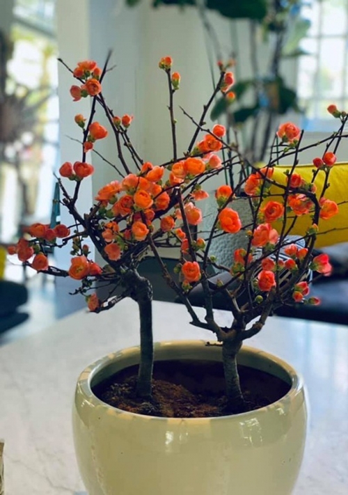 Dịp Tết Nguyên đán vừa qua, siêu mẫu Bằng Lăng
trưng cây mai đỏ bonsai - thú chơi Tết được người Việt yêu thích.
Nguồn ảnh: FBNV