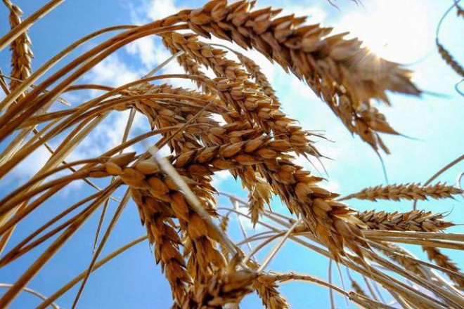 Mỹ công bố quan hệ đối tác nông nghiệp 3 năm với Ukraine để giải quyết khủng hoảng lương thực. Ảnh: Reuters