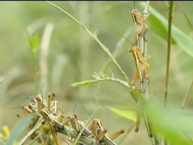 Thị trường - Tiêu dùng - ''Cơn bão'' châu chấu tàn phá hàng trăm ha tre ở Nghệ An