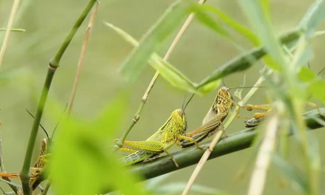 Dịch châu chấu tại huyện Tân Kỳ, Nghệ An