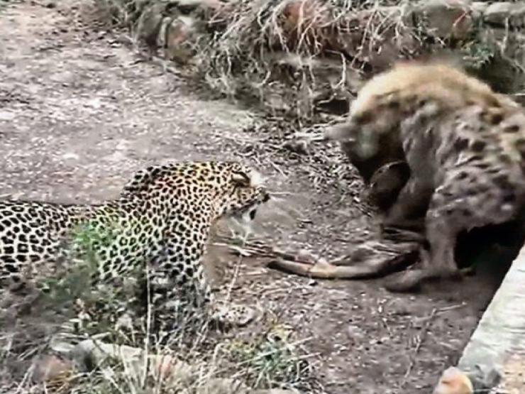 Media - Trận "kéo co" tranh giành mồi quyết liệt giữa báo gấm và linh cẩu