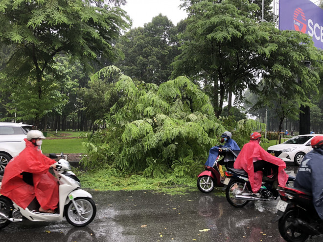 Cơn mưa lớn chiều 18-6 khiến cây xanh ở công viên Gia Định ngã ra đường