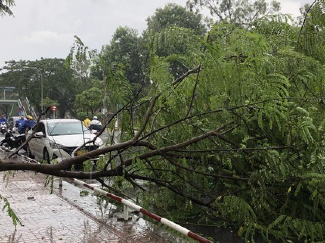 Tin tức trong ngày - TP.HCM: Mưa lớn nhiều nơi, cây xanh bật gốc ngã đè ôtô