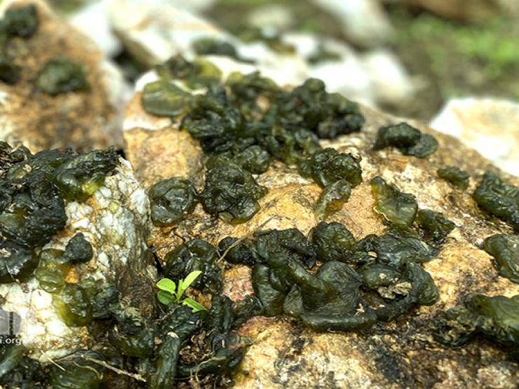 Thị trường - Tiêu dùng - "Lộc trời" ở Việt Nam mọc trên đá, tên gọi đặc biệt, có tiền chưa chắc đã mua được