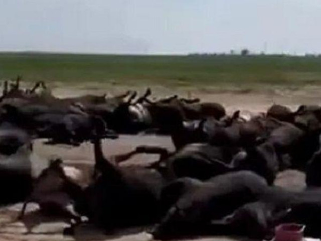 Hàng nghìn con bò chết la liệt do nắng nóng khắc nghiệt tại Mỹ