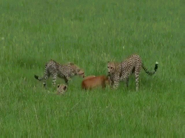 Video: Cả đàn báo săn châu Phi tập trung đánh úp linh dương và cái kết ngỡ ngàng