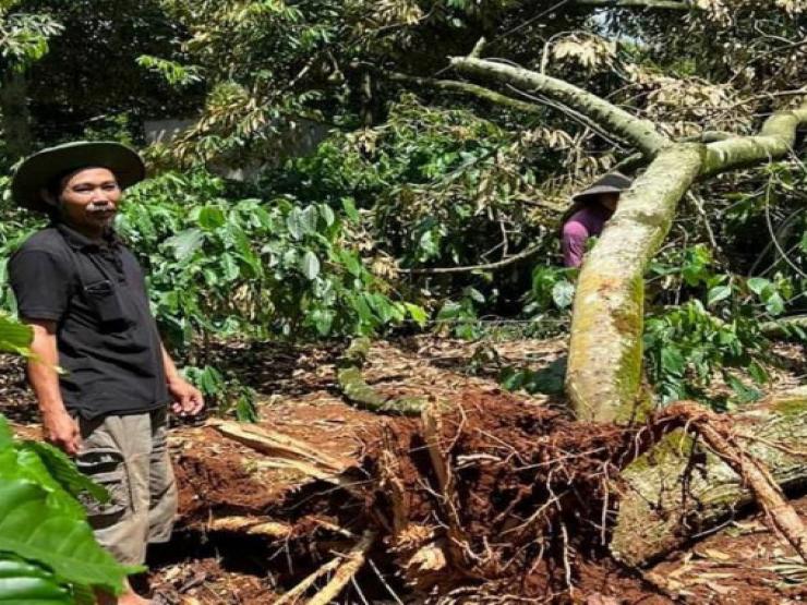 Tin tức trong ngày - Gần 500 tấn sầu riêng bị rụng do lốc xoáy