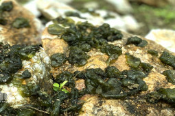 Thị trường - Tiêu dùng - "Lộc trời" ở Việt Nam mọc trên đá, tên gọi đặc biệt, có tiền chưa chắc đã mua được