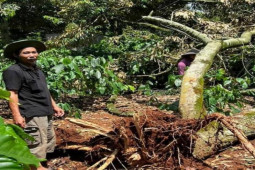 Tin tức trong ngày - Gần 500 tấn sầu riêng bị rụng do lốc xoáy