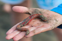 Ẩm thực - Đặc sản này khiến người TQ xếp hàng chờ đợi nhưng người nước ngoài kinh hãi khi nhìn thấy