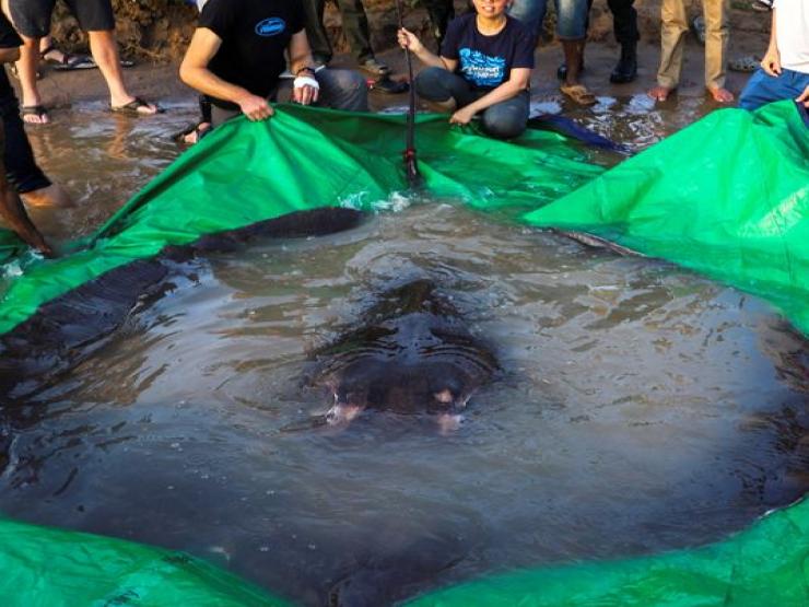 Thế giới - Campuchia: Bắt được cá nước ngọt khổng lồ lớn nhất thế giới