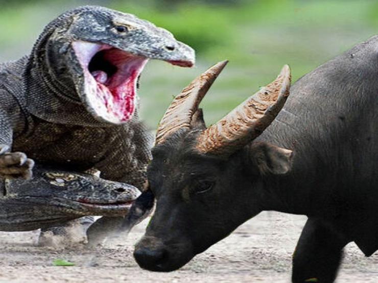 Media - Rồng Komodo quật chết trâu rừng khổng lồ bằng vũ khí "sát thủ"