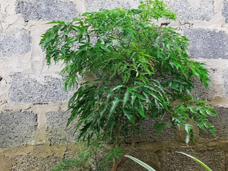 Thị trường - Tiêu dùng - "Nhân sâm người nghèo" xưa trồng làm cảnh, nay là cây "đẻ tiền"