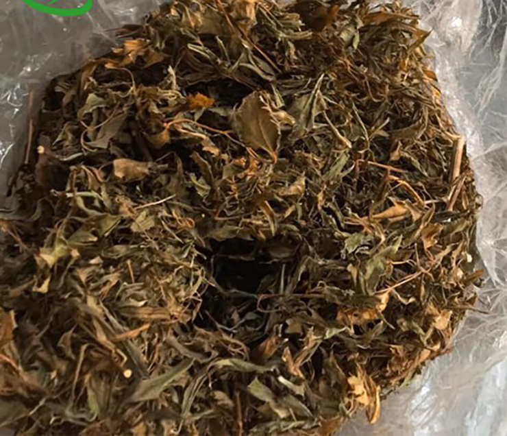 Giờ đây, lá đinh lăng phơi khô được bán với giá 90.000-100.000 đồng/kg có tác dụng thanh nhiệt, giải độc. Đinh lăng từ khi trồng đến khi được thu hoạch lá và thân trong khoảng thời gian 2-3 năm.
