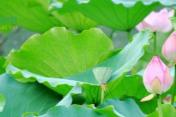 Ẩm thực - Cháo lá sen giải nhiệt, cải thiện mỡ máu