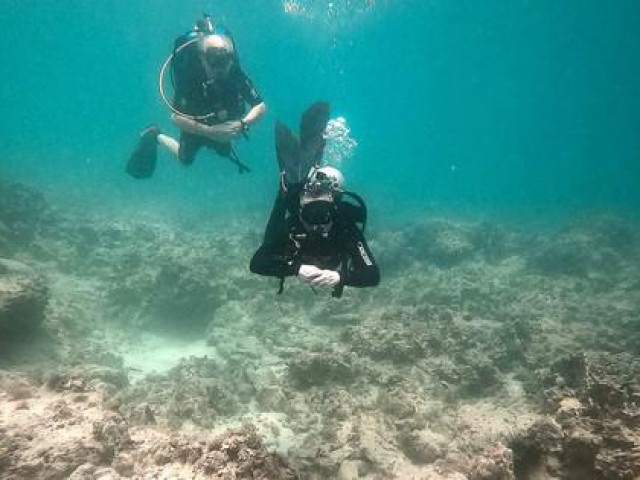 Tin tức trong ngày - Kết luận nguyên nhân san hô ở vịnh Nha Trang chết hàng loạt