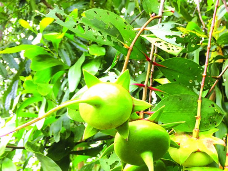 Thị trường - Tiêu dùng - Loài cây ở Việt Nam nghe tên đã thấy nghèo, nay là "mỏ vàng" bán thu tiền triệu