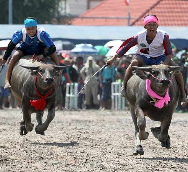 Em ở đâu anh phi trâu đến đón.
