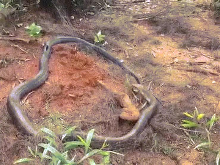 Media - Đụng độ hổ mang "cực khủng", kỳ đà phải chịu cái chết đau đớn, chậm rãi