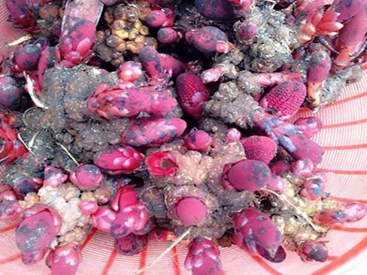 Thị trường - Tiêu dùng - "Lộc trời" ở Việt Nam được ví như thần dược phòng the, dân hái về bán 200.000/kg