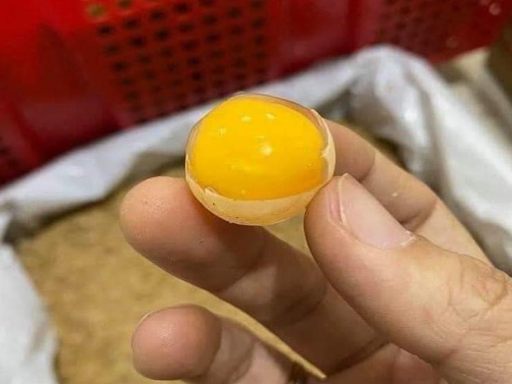 Thị trường - Tiêu dùng - Loại trứng “thần dược” có giá rẻ bất ngờ, chị em mua hàng trăm quả tẩm bổ cho chồng