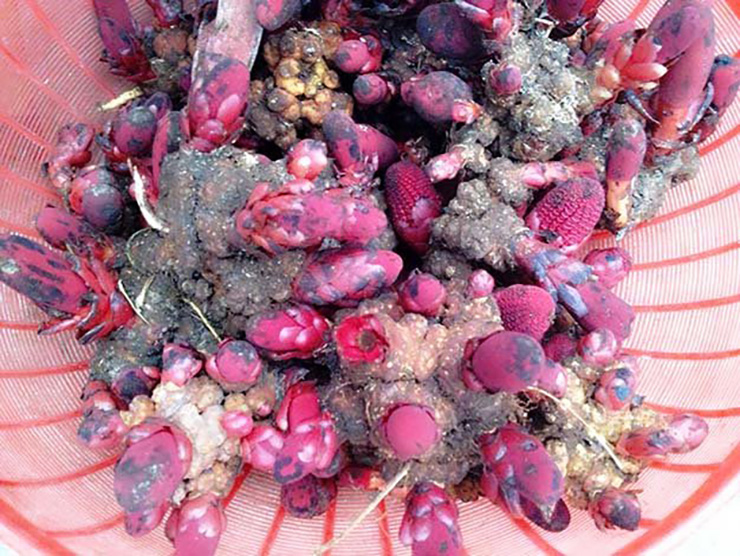 Hồi mới xuất hiện, nấm ngọc cẩu có giá lên tới 200.000 đồng/kg, nhưng gần đây, dân địa phương đổ đi tìm hái nhiều nên giá nấm cũng "giảm nhiệt" hơn, khoảng 55.000-100.000 đồng/kg
