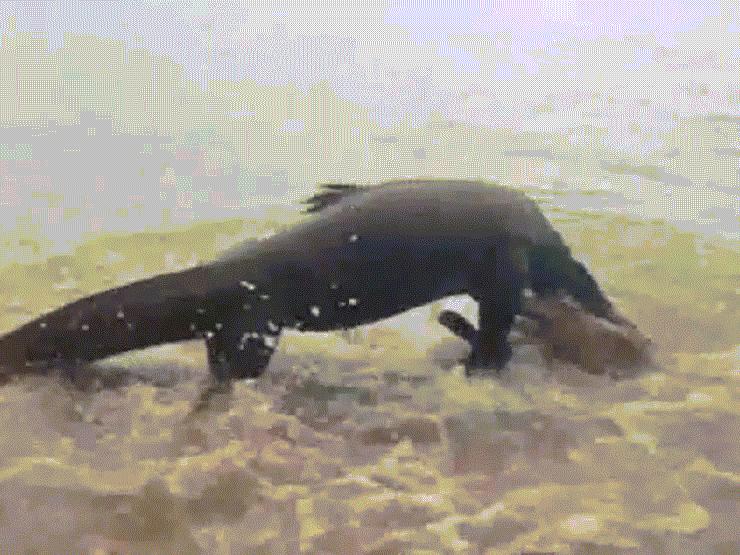 Media - Rồng Komodo "đuổi cùng giết tận" không cho con mồi lối thoát