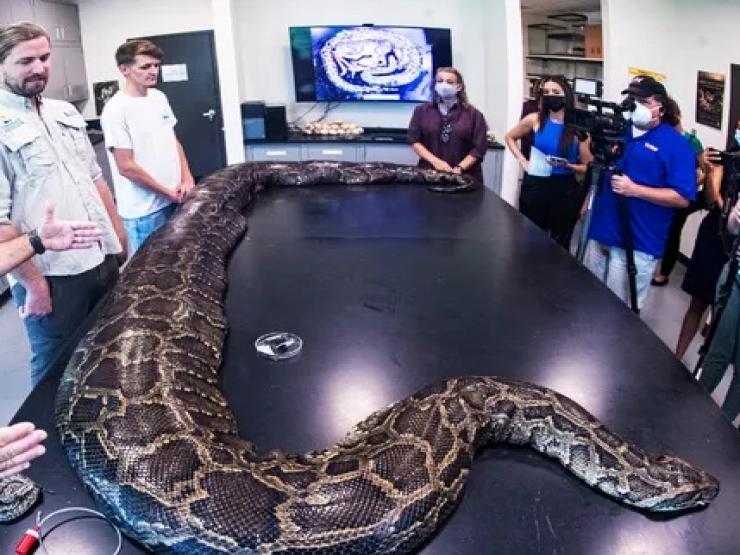 Thế giới - Bắt được trăn Miến Điện "khủng" nhất bang ở Mỹ