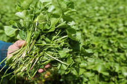 Thị trường - Tiêu dùng - Trồng thứ cây từng mọc dại khắp nơi ở Việt Nam, nhàn tênh mà mỗi tháng thu 70 triệu