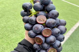 Thị trường - Tiêu dùng - Nho đen không hạt bán đầy chợ mạng với giá chỉ 40 nghìn đồng/kg, nguồn gốc ở đâu?