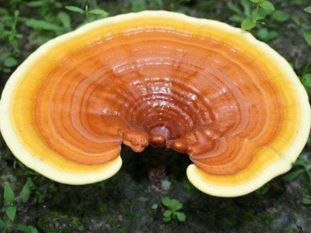 Sức khỏe đời sống - Nấm linh chi đại bổ cũng có thể hóa "chất độc chết người" nếu dùng sai cách