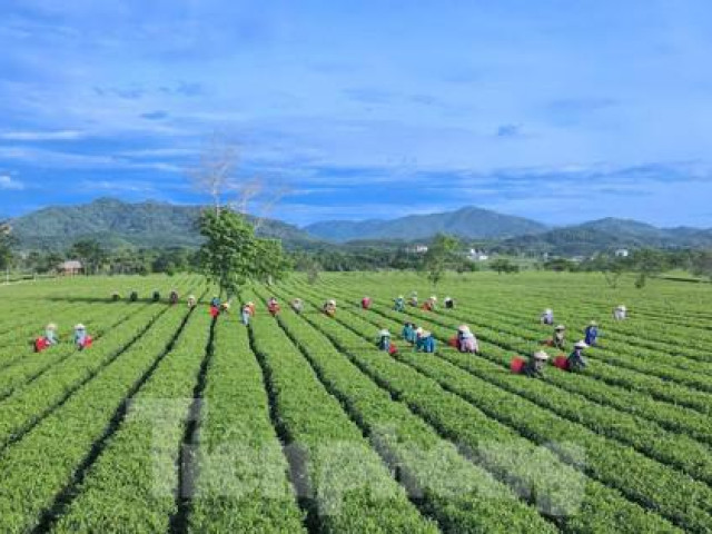 Du lịch - Mê mẩn ngắm từ trên cao cánh đồng chè bạt ngàn hút mắt ở Hà Tĩnh
