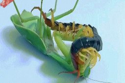 Phi thường - kỳ quặc - Cuộc chiến sinh tồn: Tử chiến nảy lửa giữa bọ ngựa và rết độc, chiến thắng thuộc về bên nào?