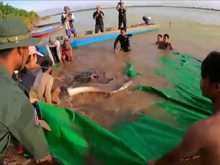 Thế giới - NÓNG nhất tuần: Bắt được cá nước ngọt khổng lồ lớn nhất thế giới trên sông Mekong