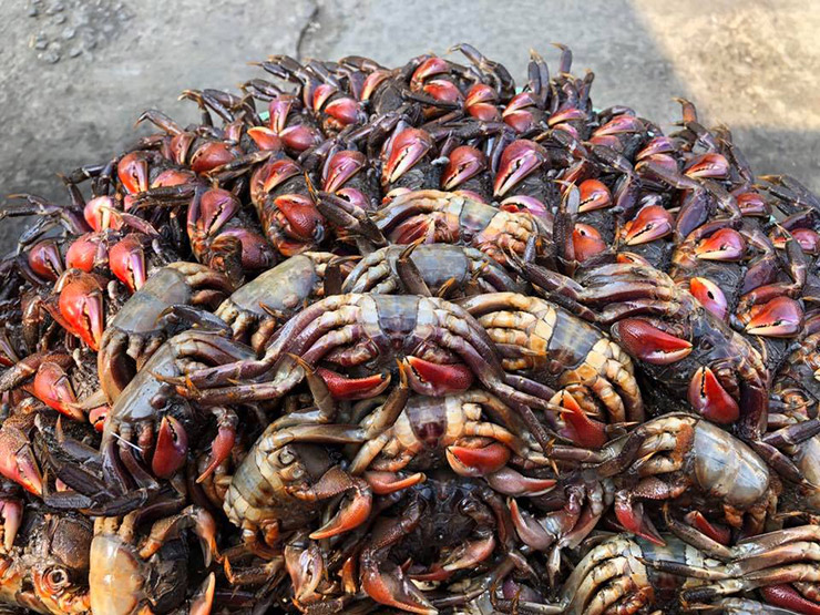 Về hình dáng bên ngoài, loài này giống với con cua đông, mỗi kg có từ 15-20kg
