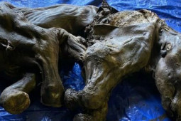 Du lịch - Canada: Phát hiện xác ướp ma mút 30.000 tuổi như mới chết hôm qua