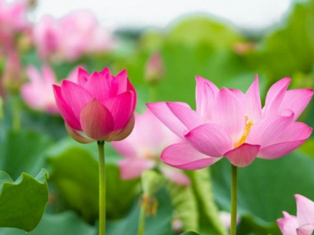 Bài thuốc dân gian - Tất cả các bộ phận của cây sen đều có thể trở thành những món ngon, bổ dưỡng