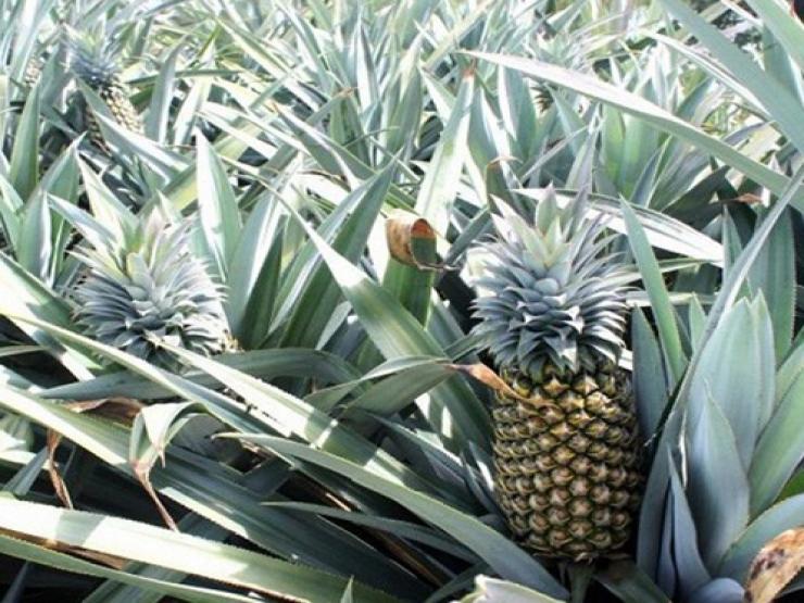 Thị trường - Tiêu dùng - Phần bỏ đi của cây dứa không ngờ là đặc sản hiếm, "mỏ vàng" bán thu tiền triệu