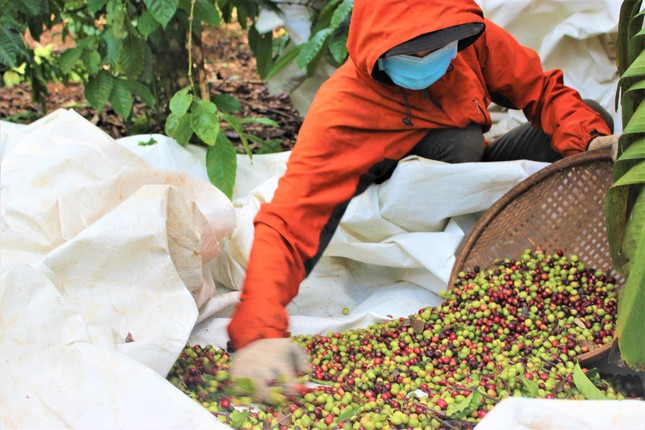 Người dân Đắk Lắk thu hoạch cà phê