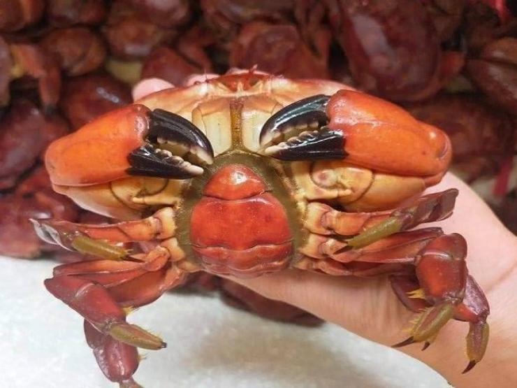 Thị trường - Tiêu dùng - Đặc sản Quảng Ninh được ví như cua hoàng đế được bán với giá chỉ 19 nghìn đồng/con