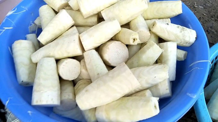 Để lấy được củ hũ khóm, người ta phải nhổ cả cây đang còn tươi tốt để lấy phần lõi
