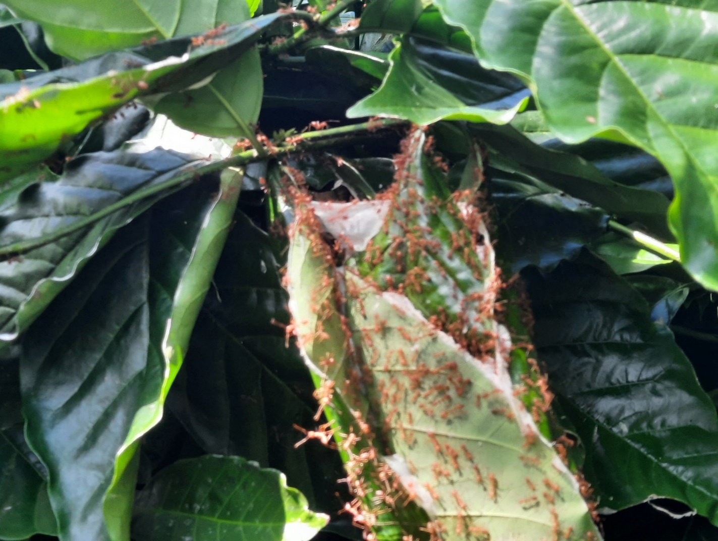 Nâng giá trị cà phê cảnh quan dự án VnSAT - 2