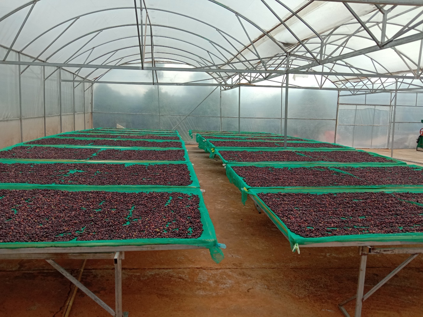 Cà phê đặc sản được phơi trên sàng cách mặt đất đảm bảo ATTP tại mô hình cà phê cảnh quan