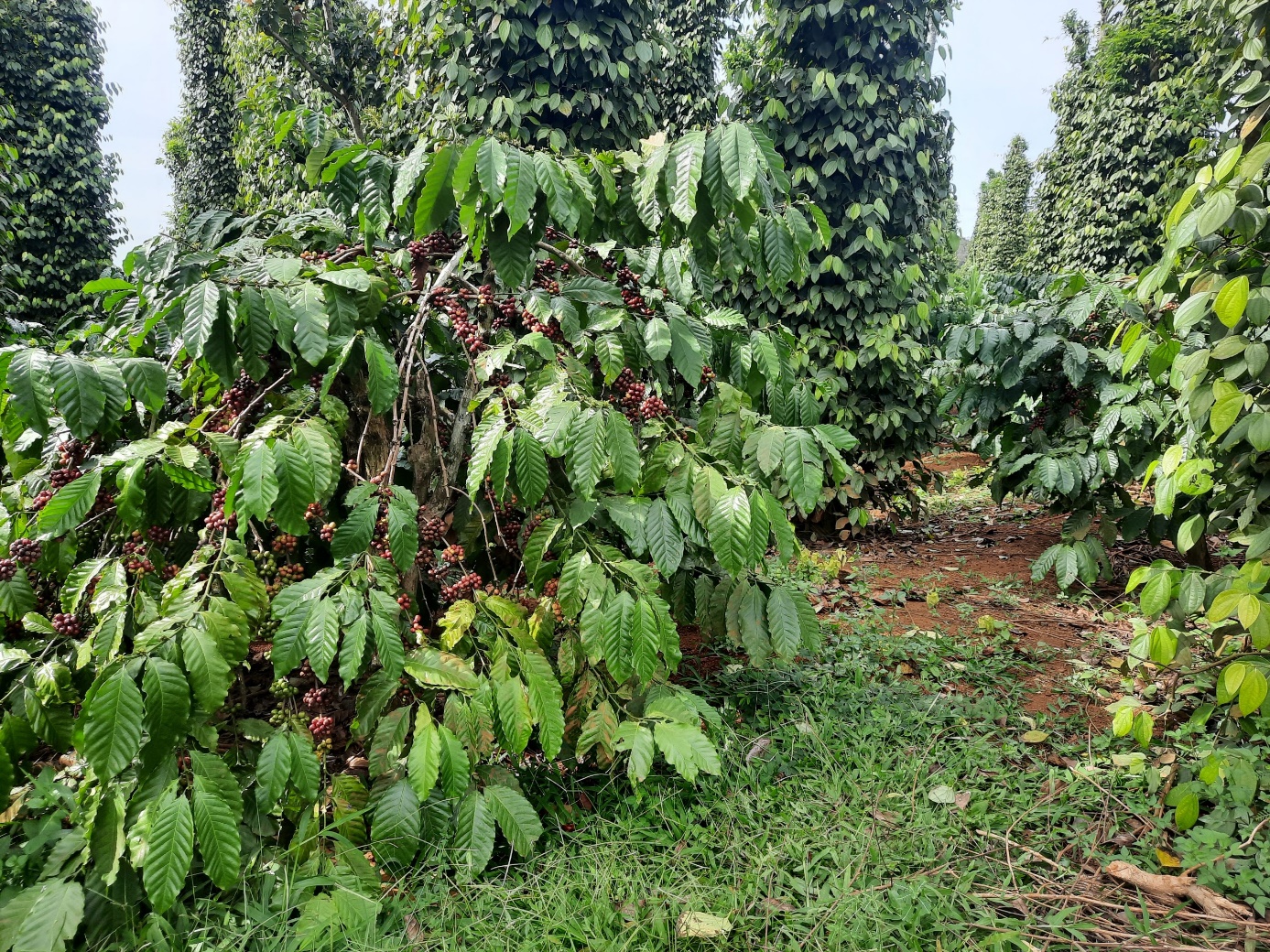 Sản xuất cà phê theo mô hình cảnh quan sẽ gồm 3 tầng sinh thái: thảm thực vật, cà phê và cây cao. Ảnh: Hoàng Lê