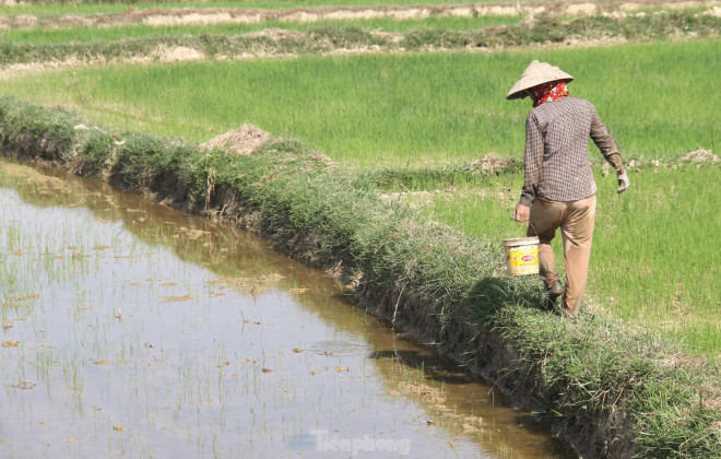 Bắt cua đồng mùa nắng nóng kiếm tiền triệu mỗi ngày - 3