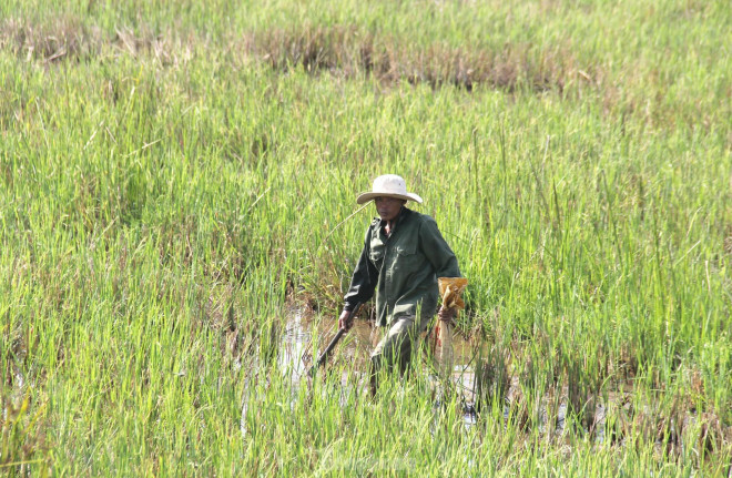 Bắt cua đồng mùa nắng nóng kiếm tiền triệu mỗi ngày - 4