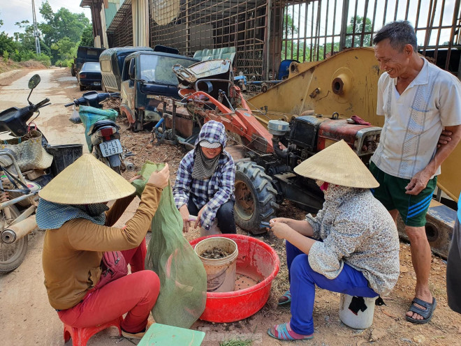 Bắt cua đồng mùa nắng nóng kiếm tiền triệu mỗi ngày - 10